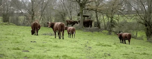 Le Choletais : de belles histoires bio Le Choletais : de belles histoires bio